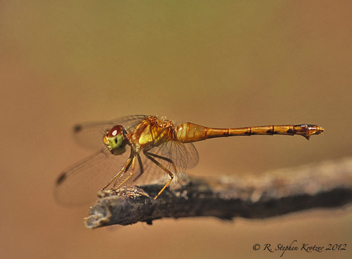 Sympetrum vicinum, female